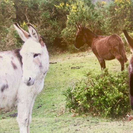 Shorefield Country Park, Where The New Forest Meets The Sea, Passes For All Entertainment Included Milford on Sea Exteriör bild